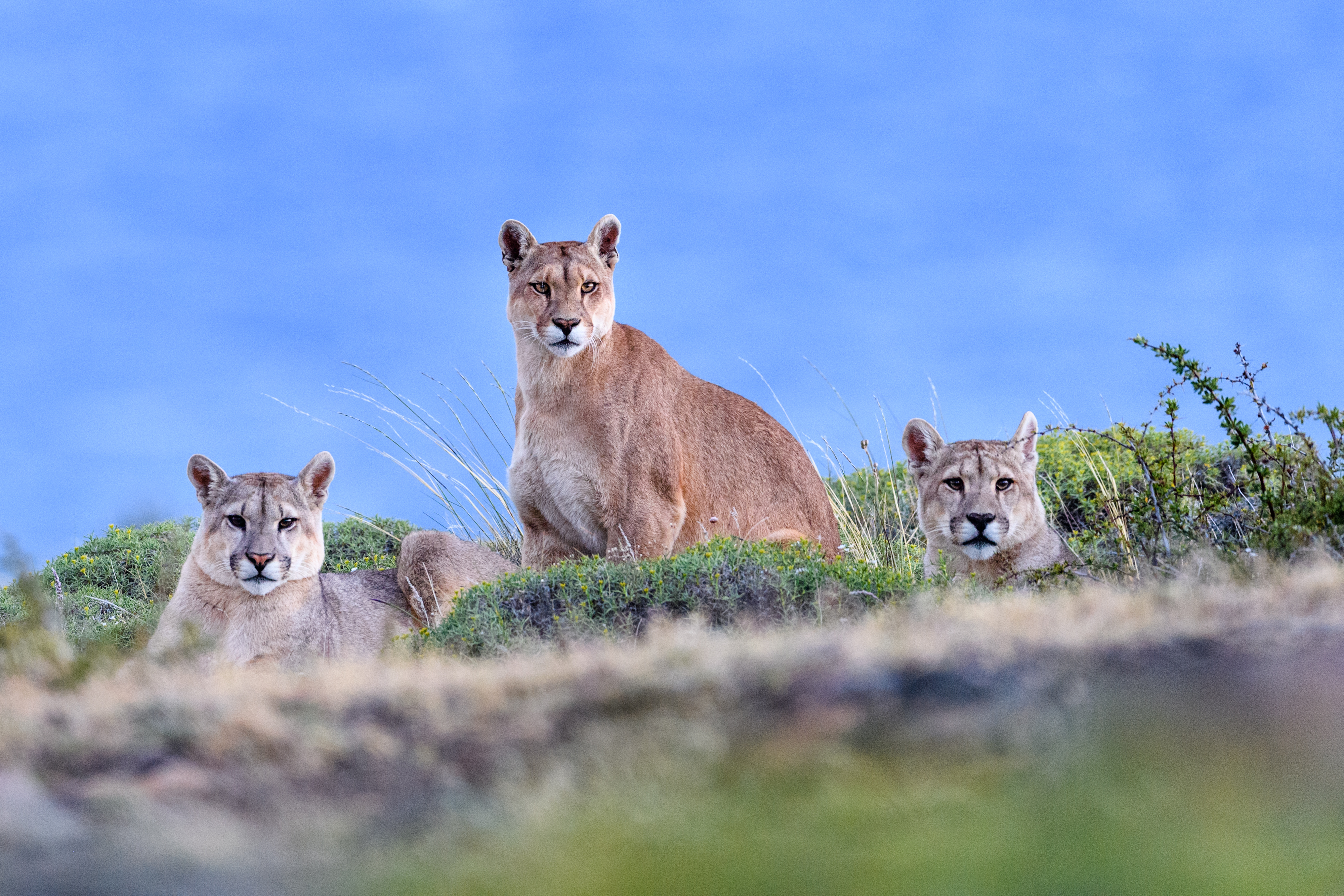 Female puma with near-adult cubs with the blue of a glacial lake behind. Private ranch land on the outskirts of Torres del Paine National Park, Patagonia, Chile.