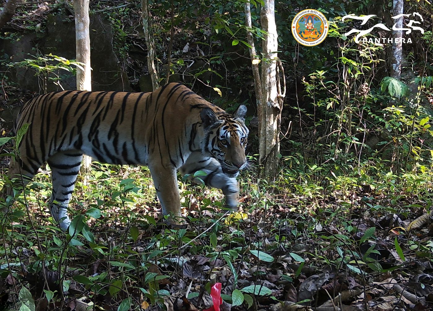 A tiger in eastern Thailand’s Dong Phayayen-Khao Yai (DPKY) complex . 