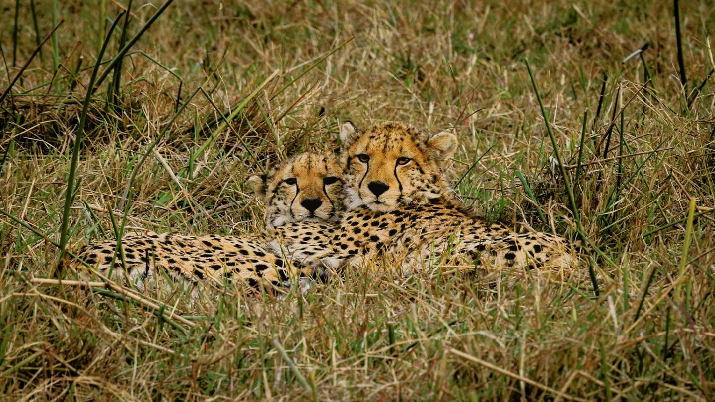 Two cheetahs