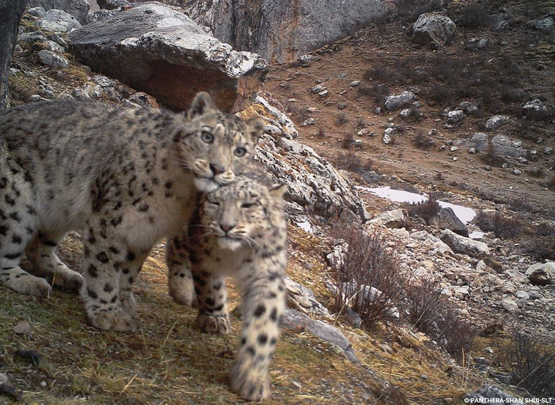 Snow leopard