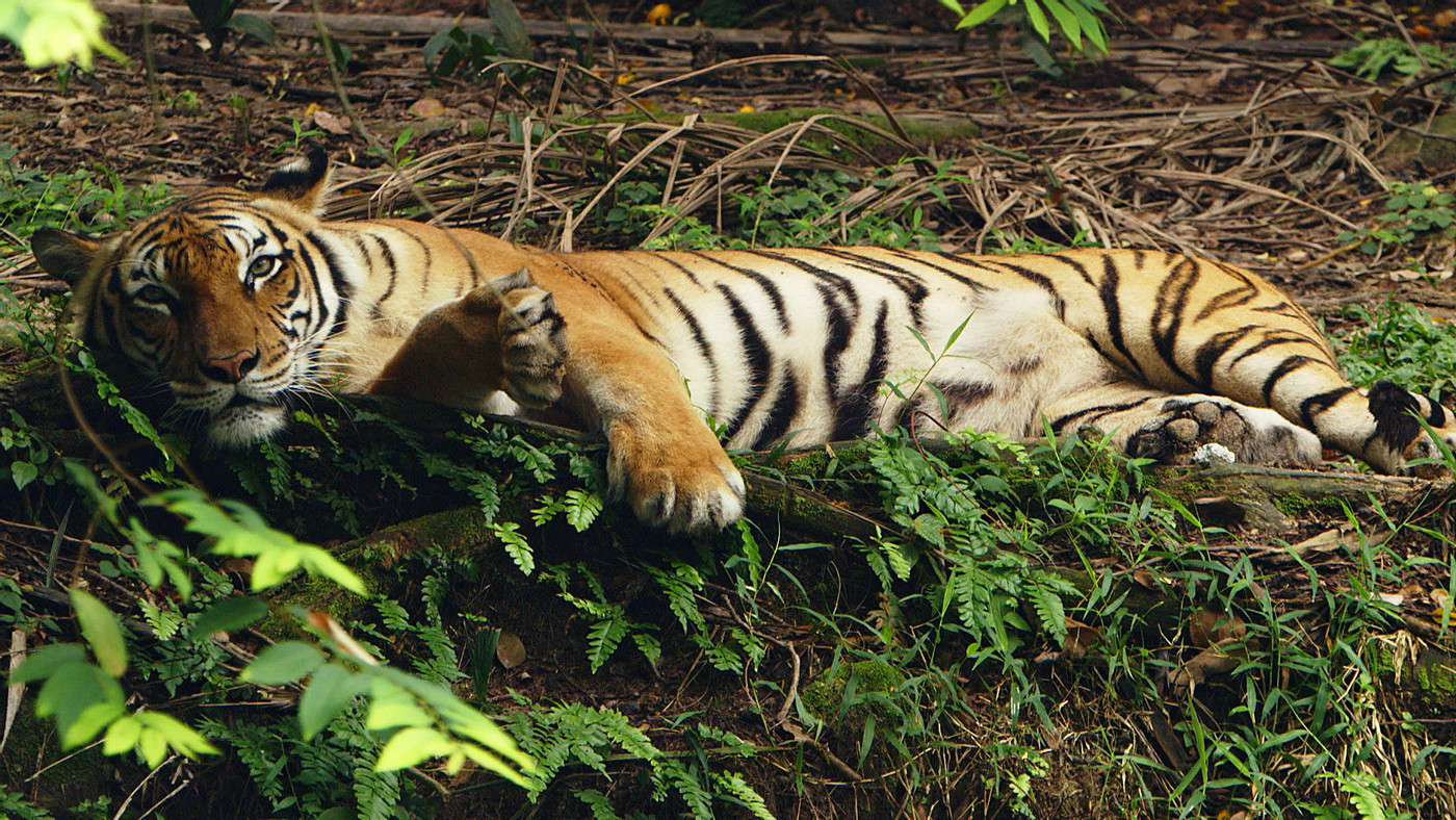 Malayan tiger.
