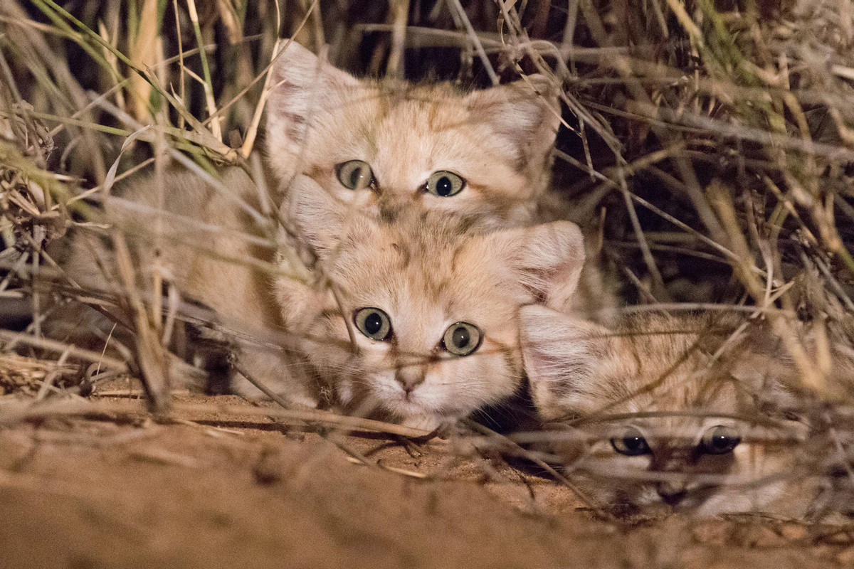 Sand cat 1