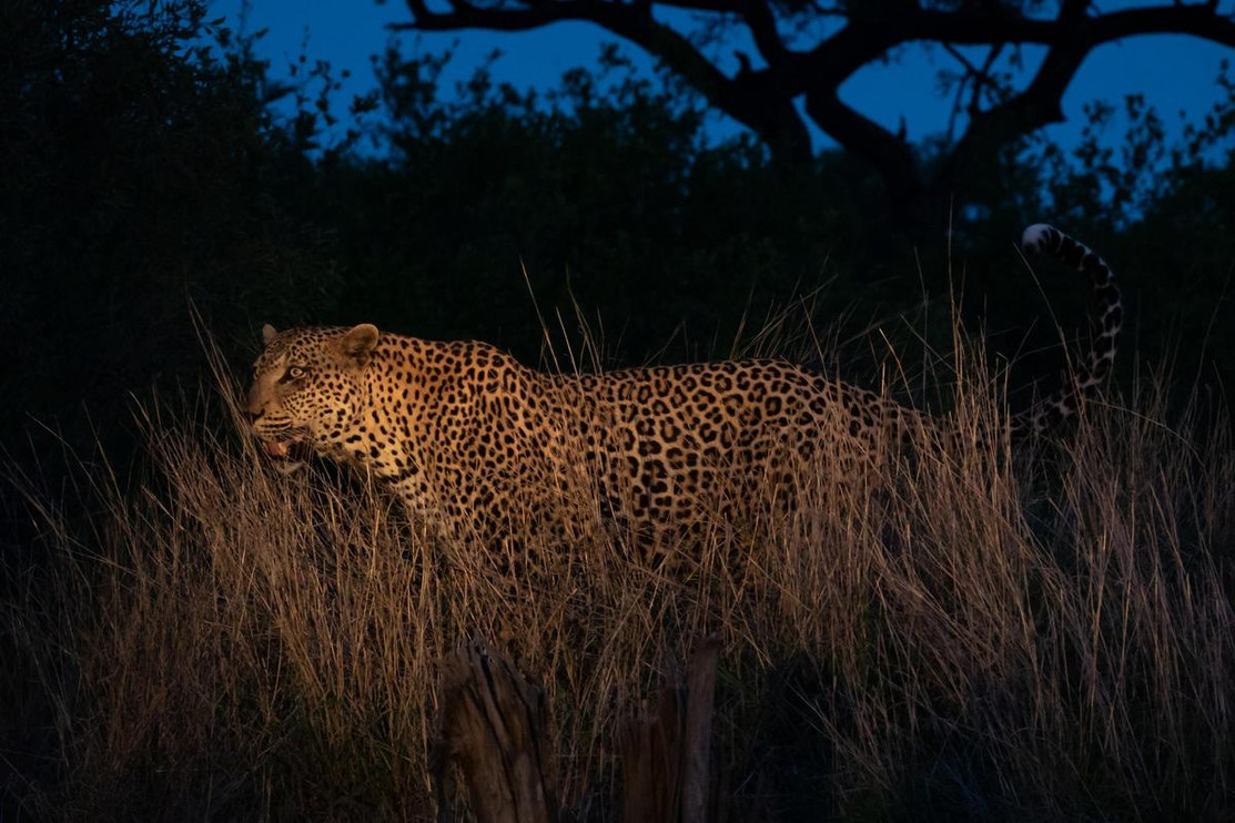 Leopard at night