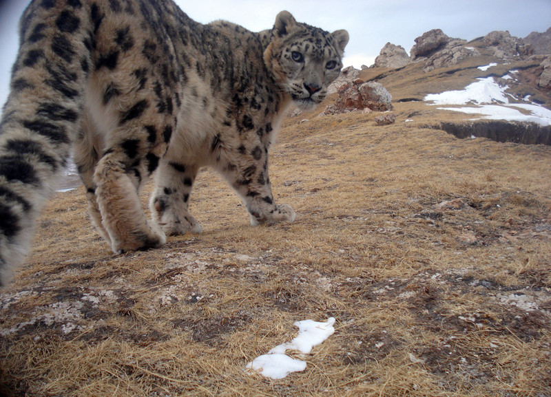 Snow leopard looking behind