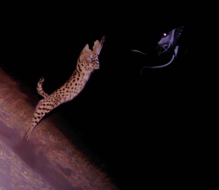Serval leaps for prey
