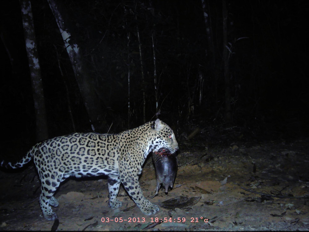 F11-9 with armadillo