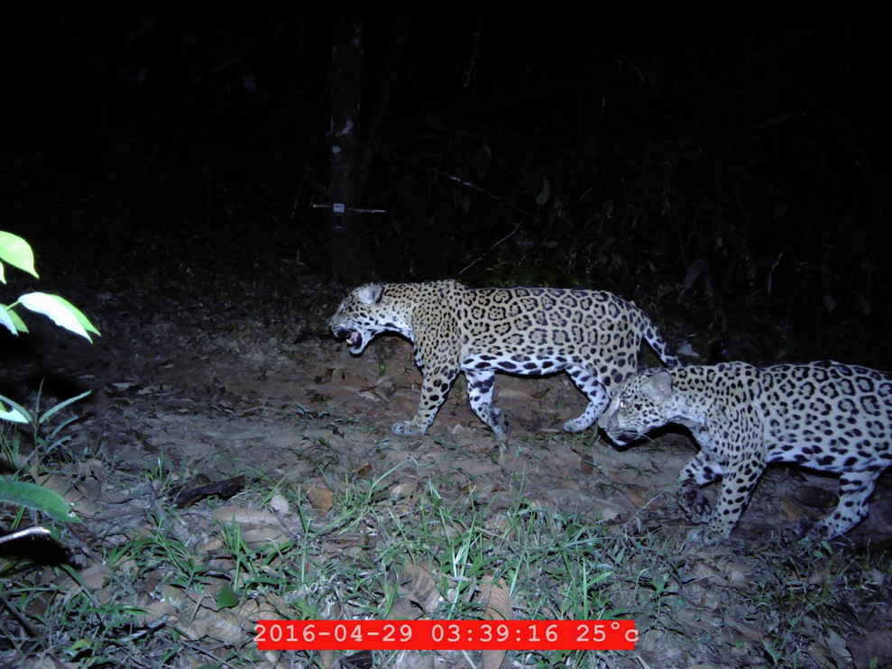 F11-9 with other jaguar