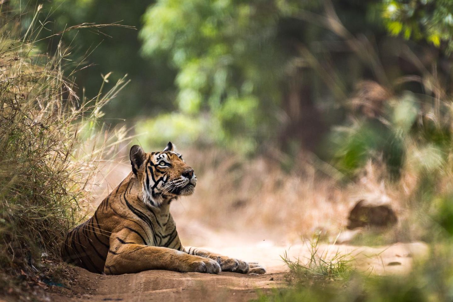 Krishna, a female tiger in Ranthambhore National Park, India