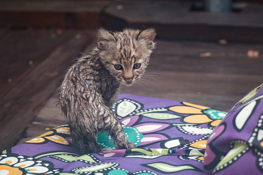 Bobcat kitten in a neighbor's yard.