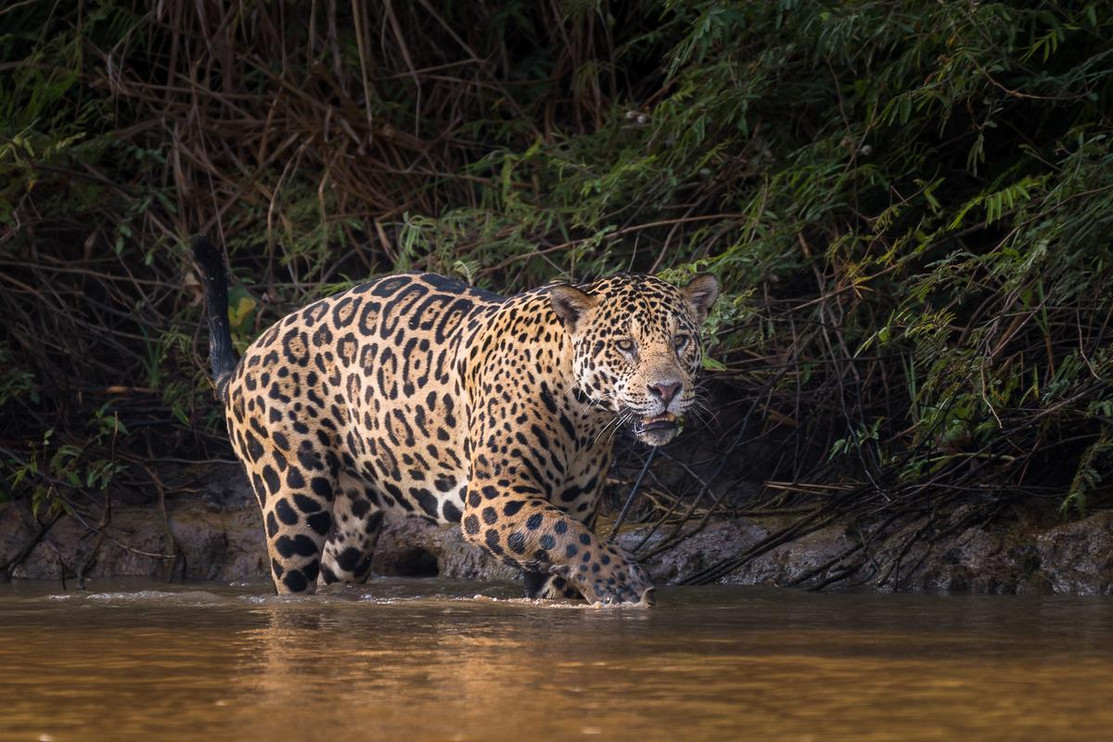 Jaguar Pantanal