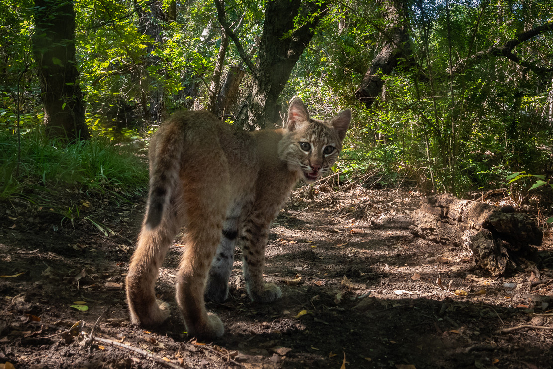 Bobcat on camera trap