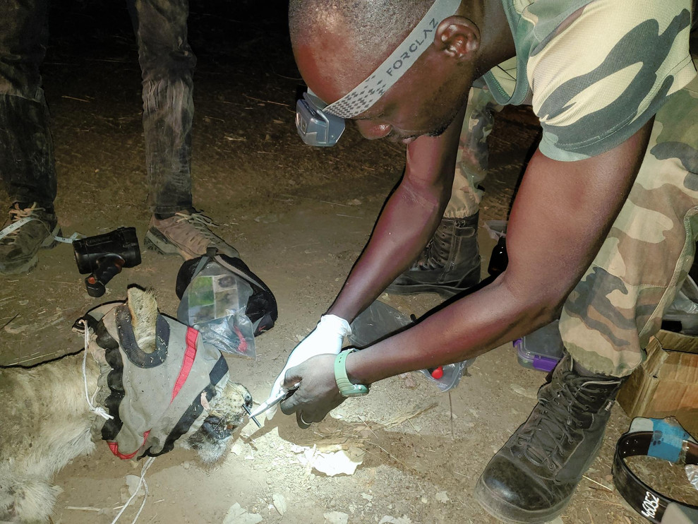 Removing porcupine quills from female lioness