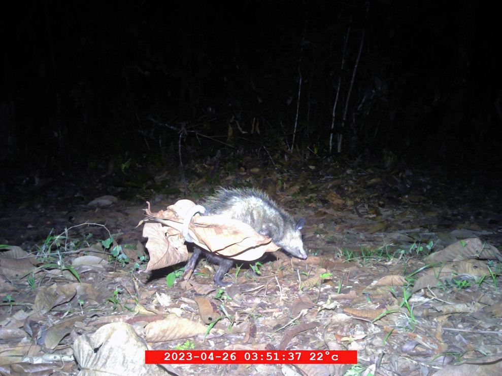 Opossum dragging leaves