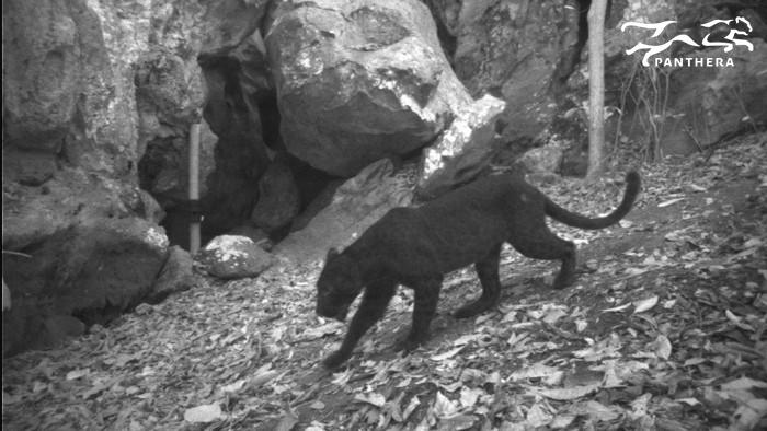 This vast system, while interrupted in some areas by human development, is critical to the genetic flow of tigers and other wildlife.