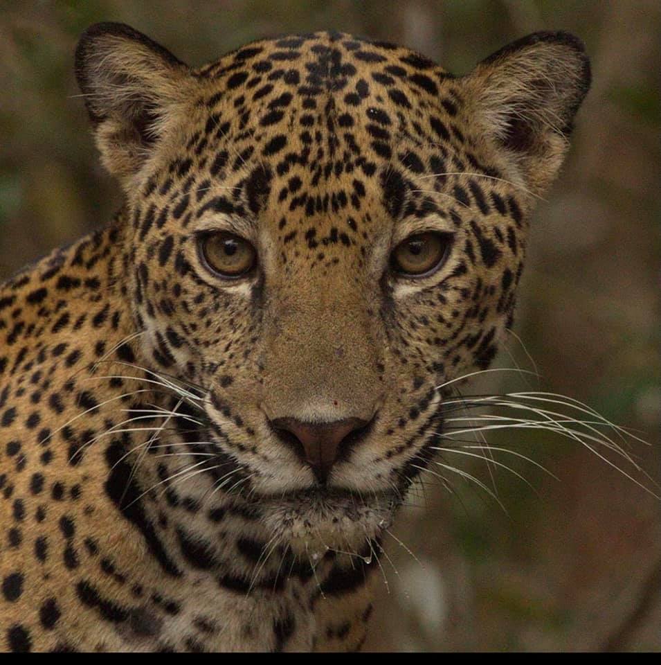 Jaguar