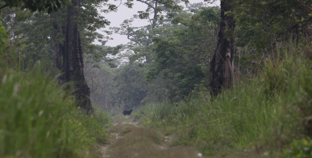 A black leopard in the distance.