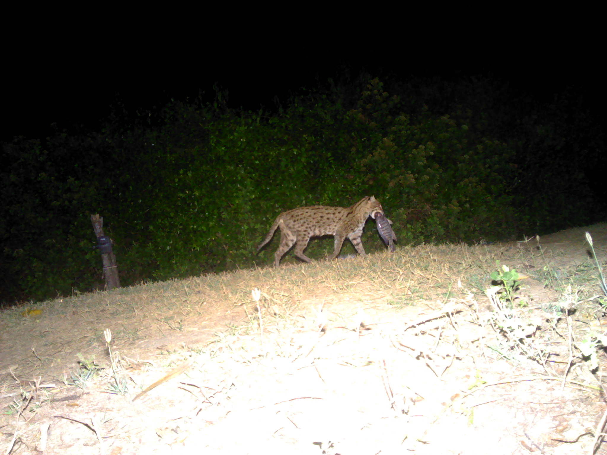 Fishing cat with fish n mouth