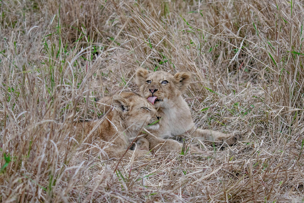 Lions in Sabi Sands