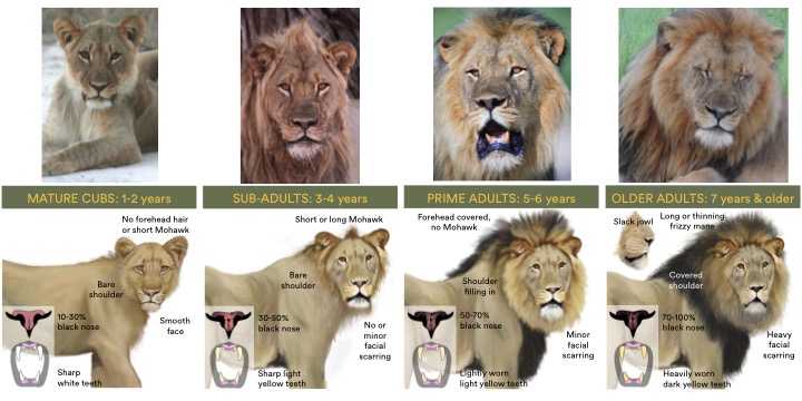 Lion chart
