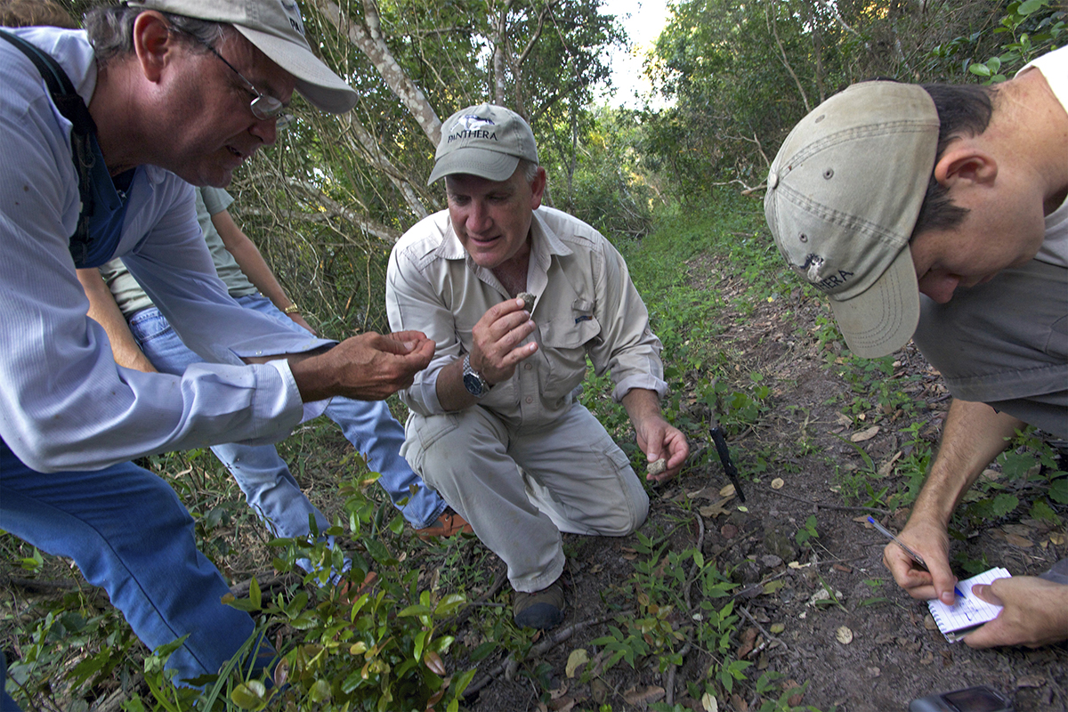 Examining jaguar scat