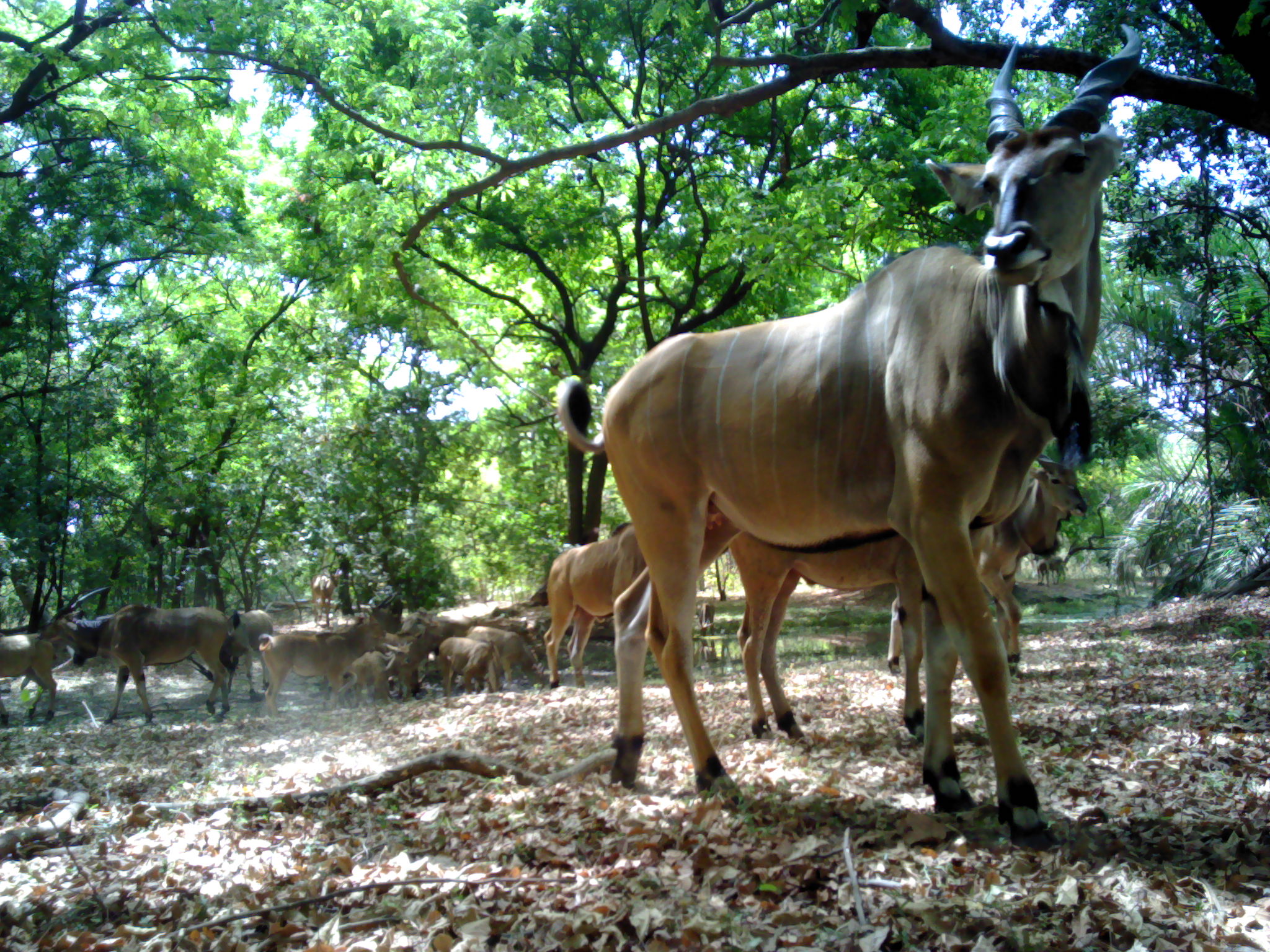 Eland