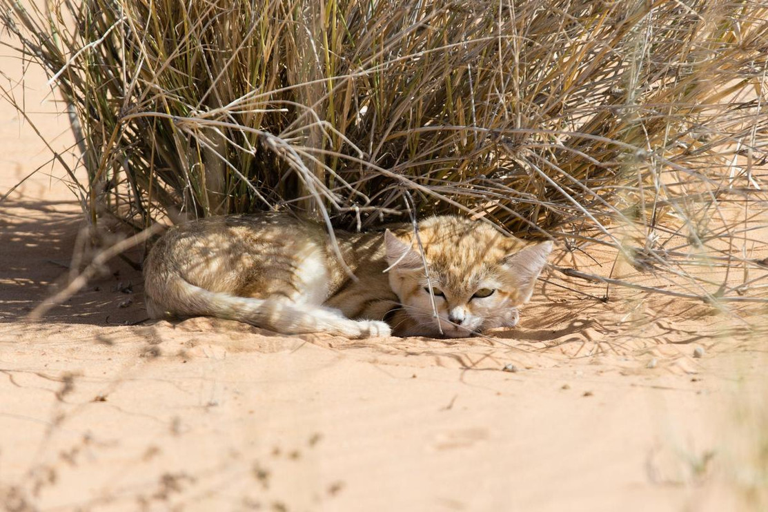 A sand cat peers out from underneath a shrub. 