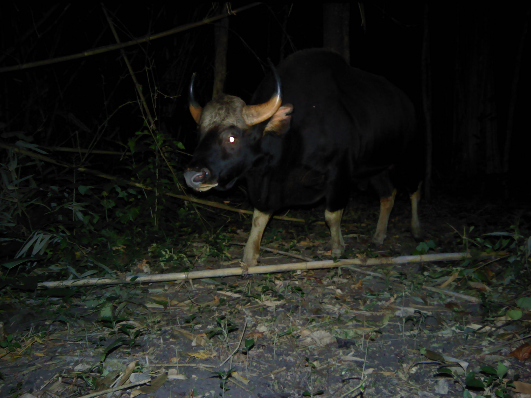 Gaur