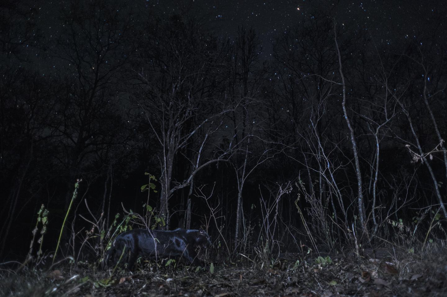 Black leopard among the stars