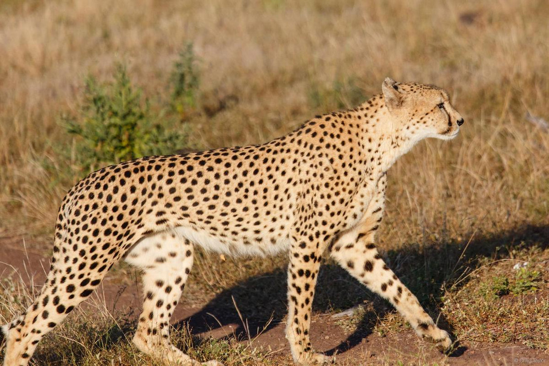 Cheetah