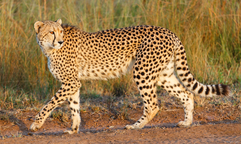 Cheetah walking