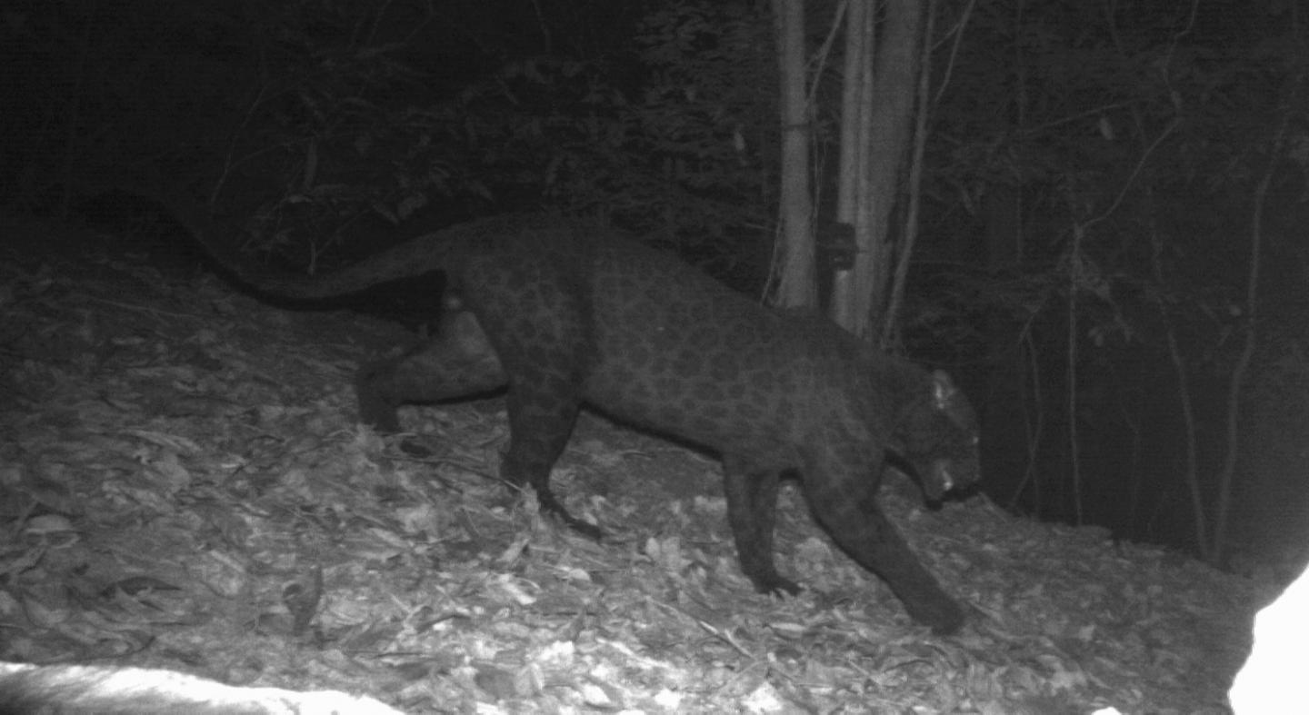 Black leopard