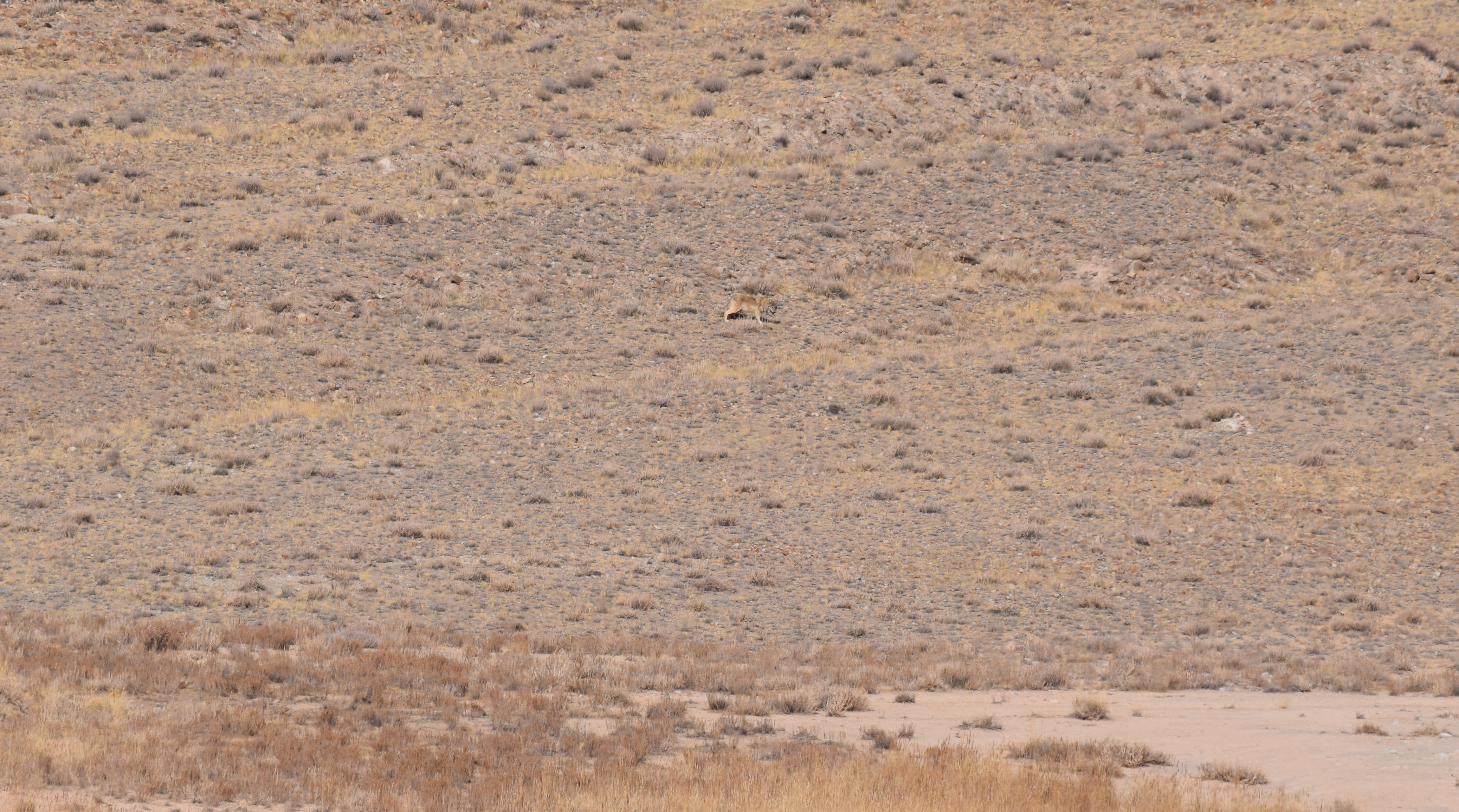 Wolf in the distance