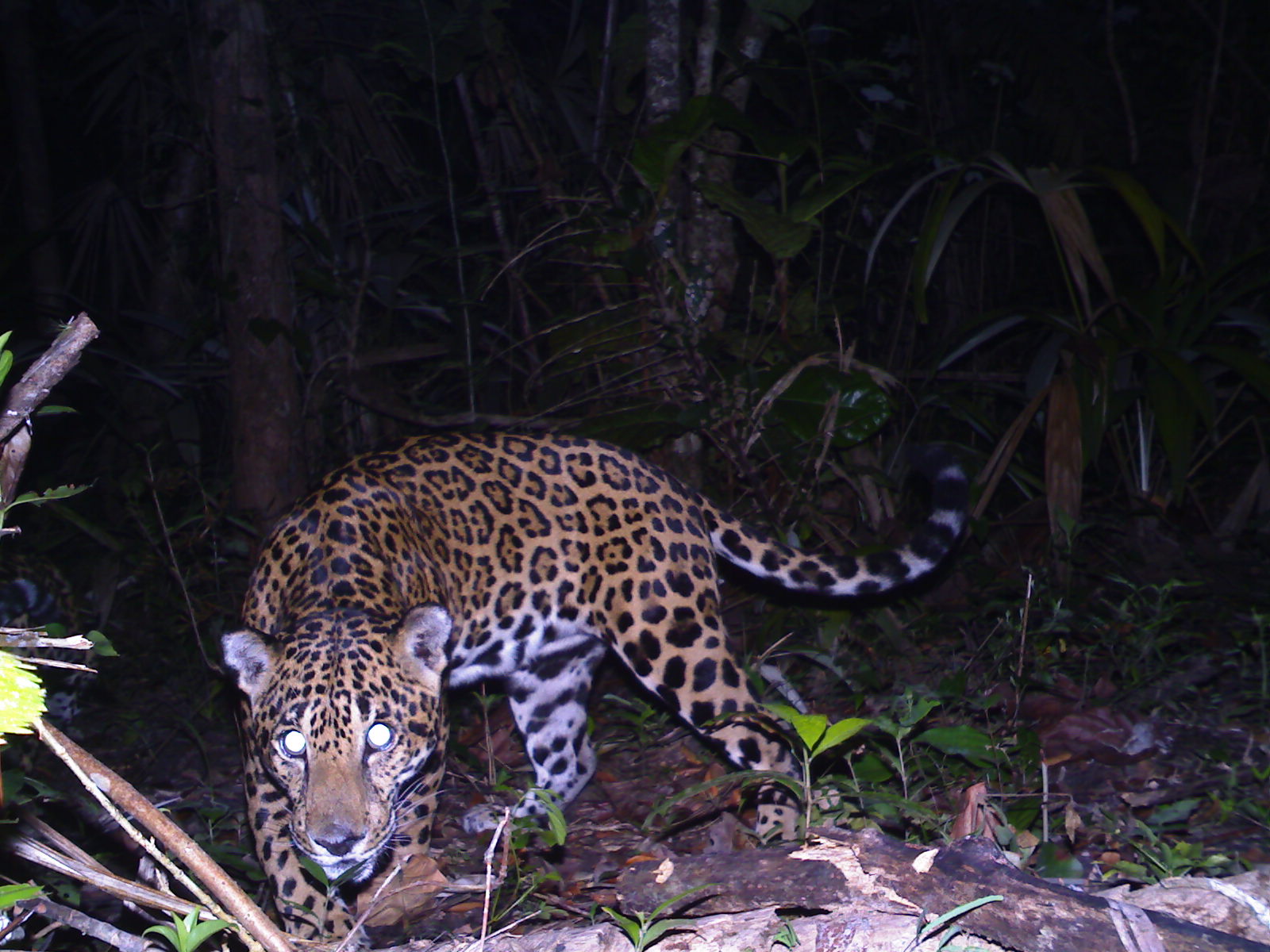 Jaguar night