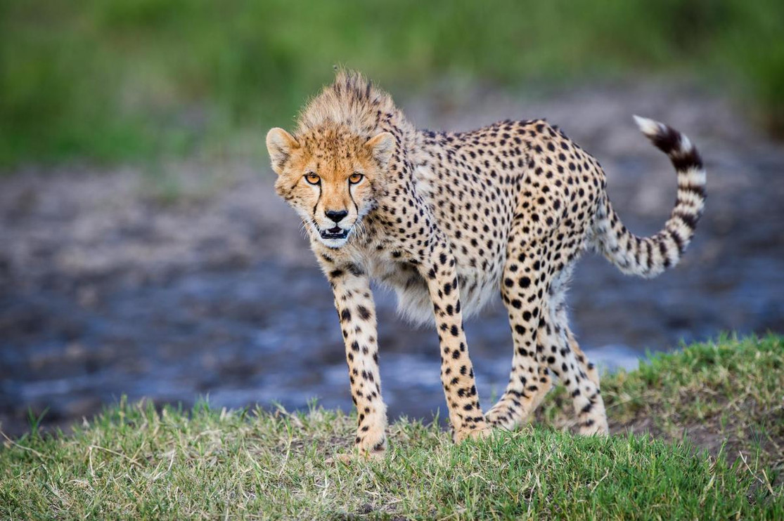 Cheetah