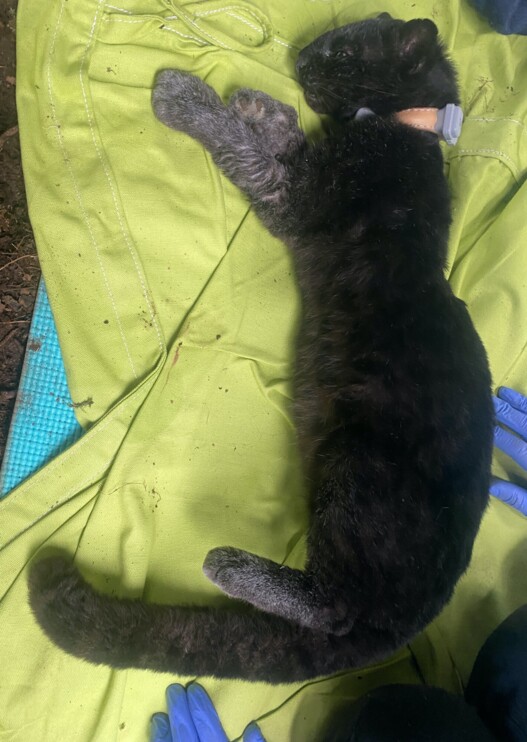 Melanistic (black) oncilla readied for collaring