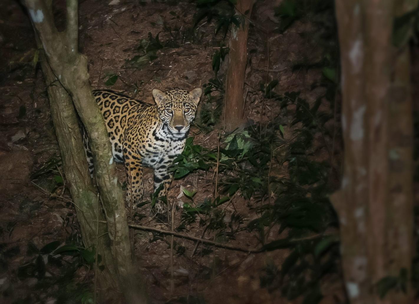 Jaguar in Honduras
