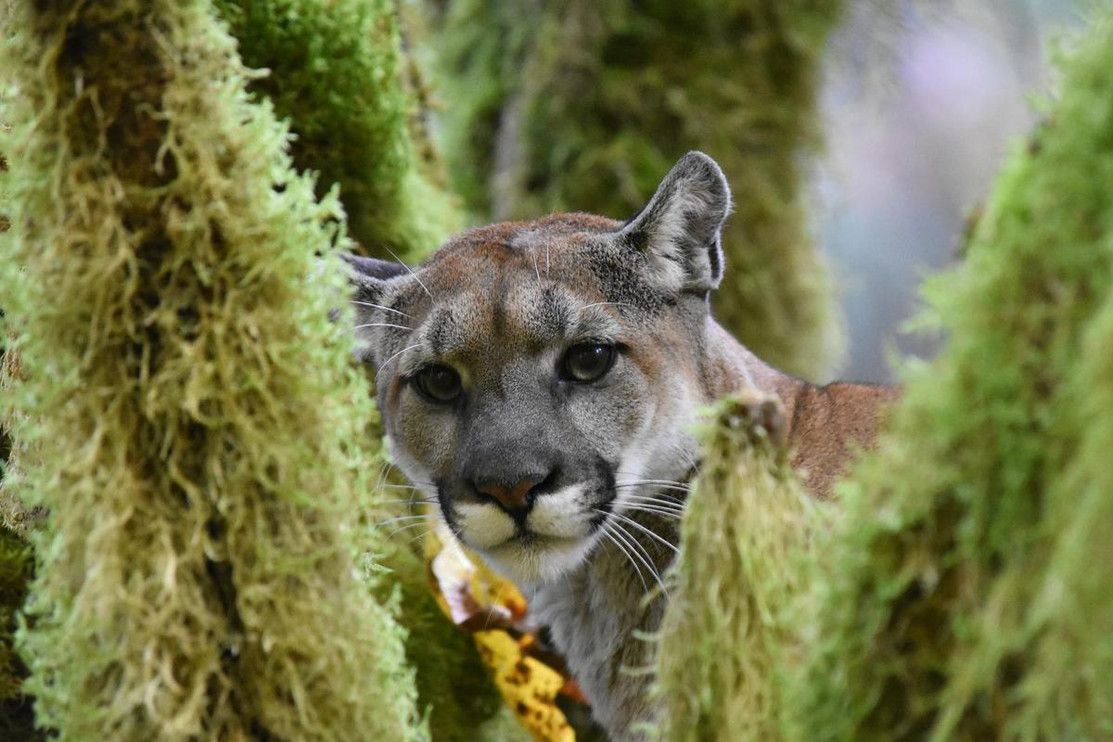A puma in Washington State