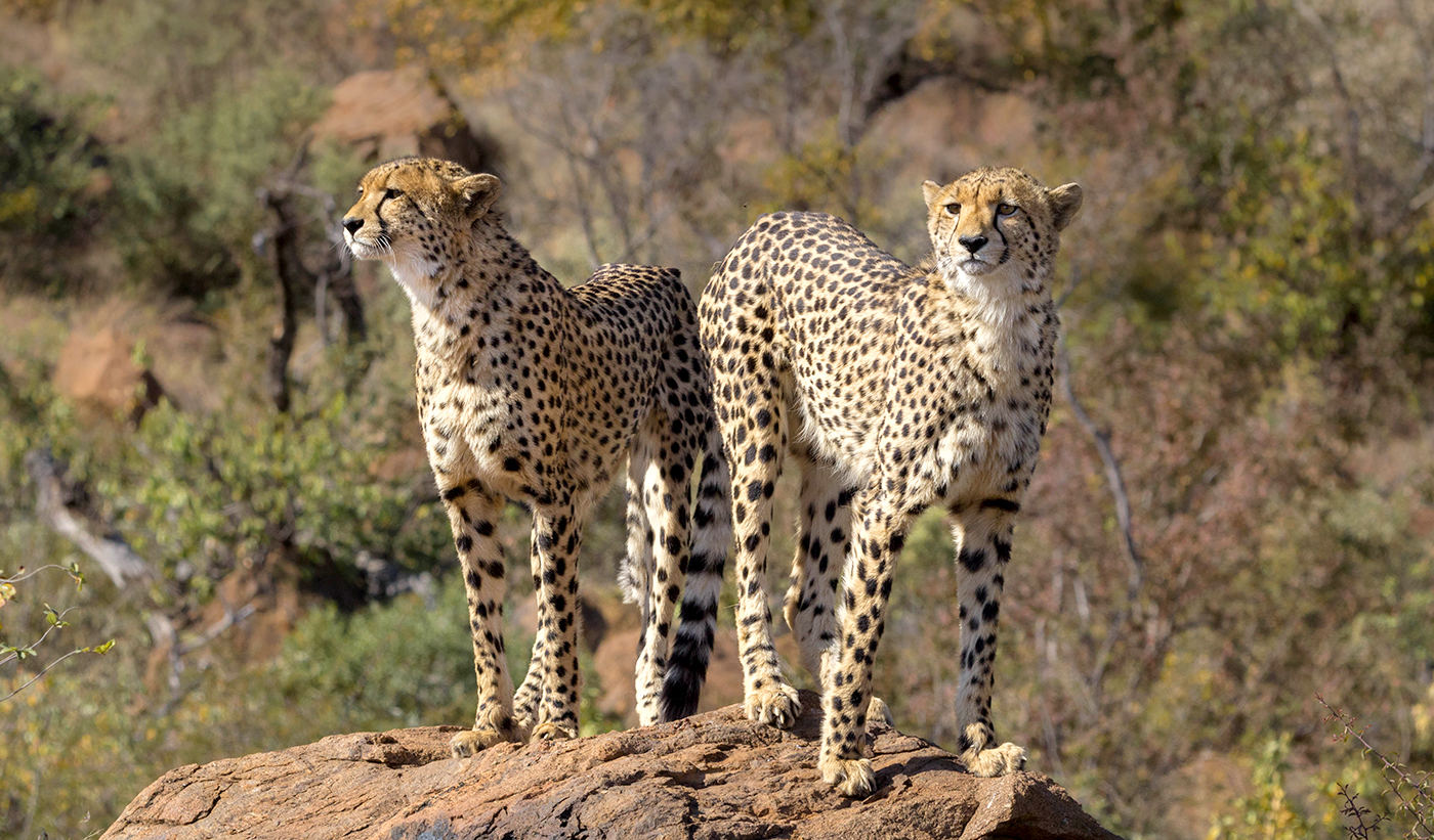 Two cheetahs