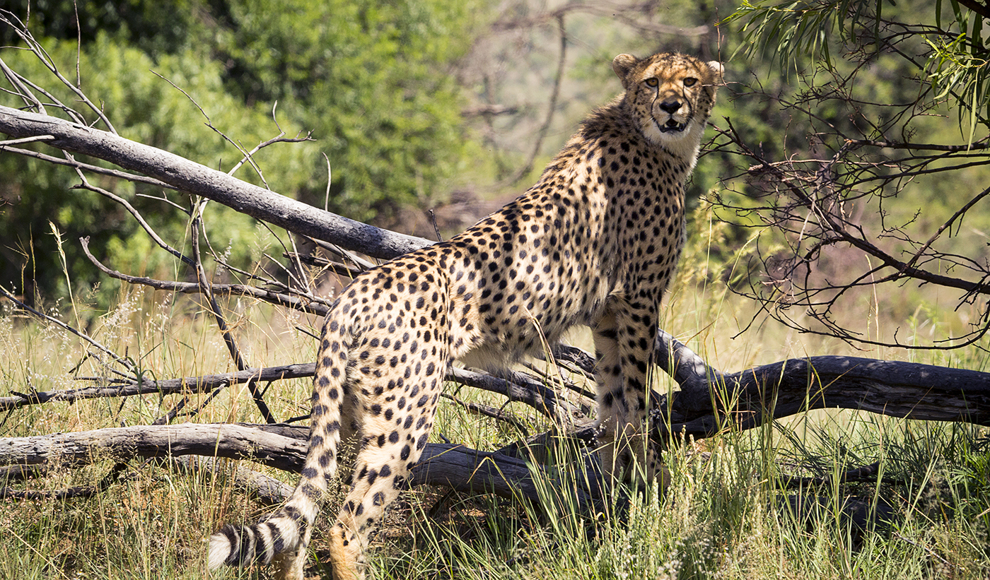Cheetah branch