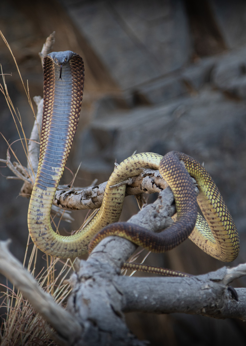 Arabian cobra