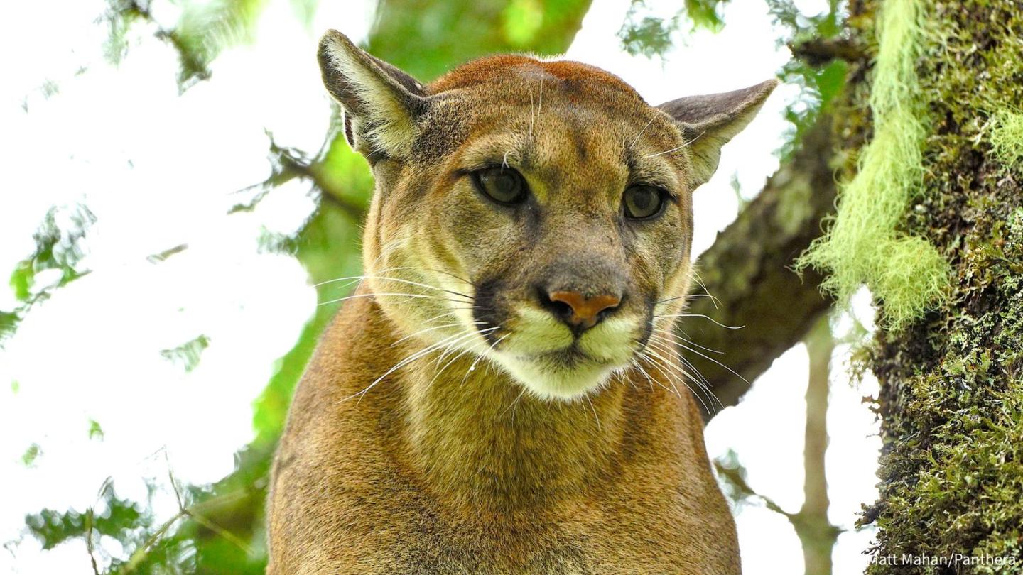 Female puma