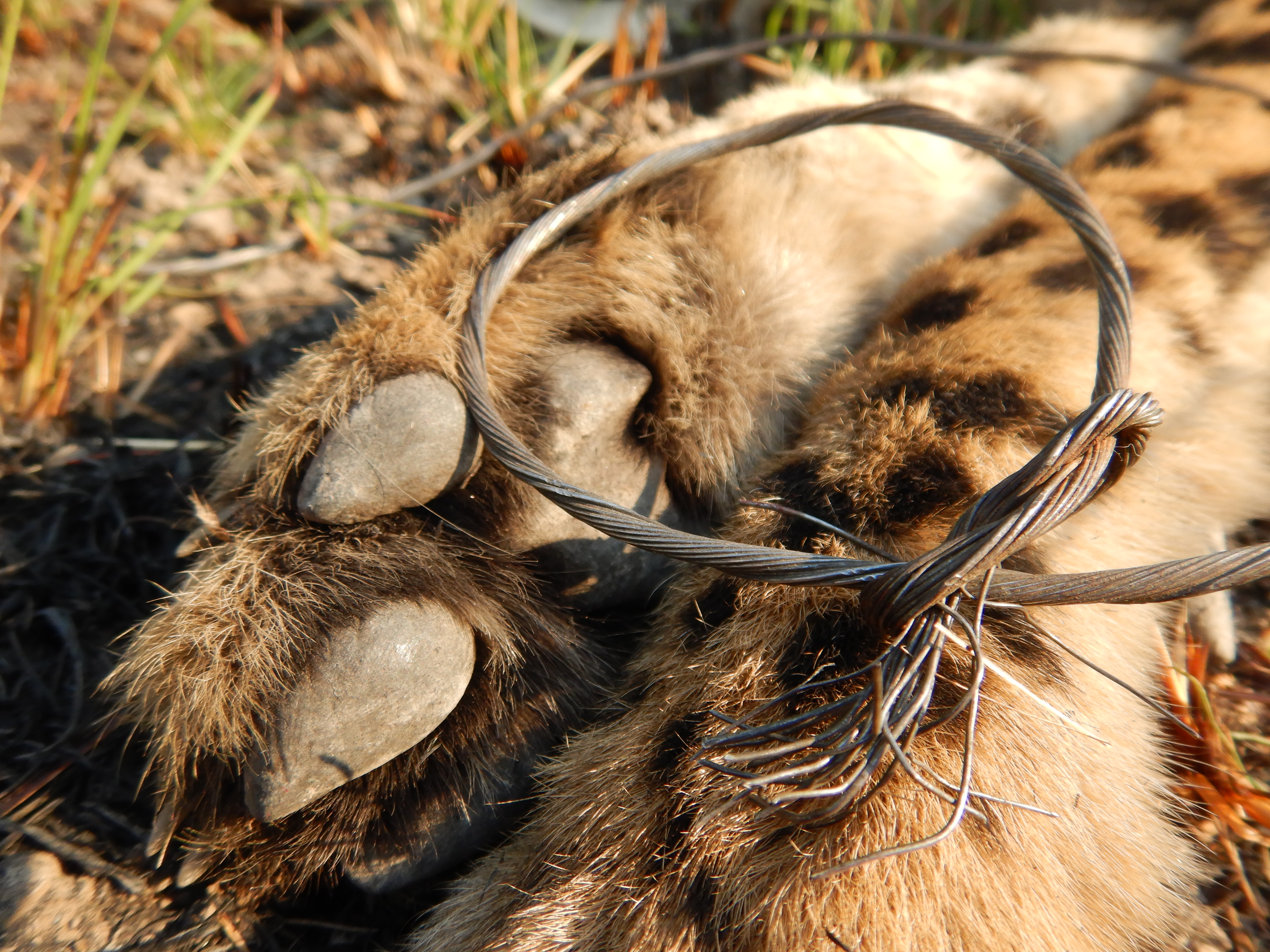 Cheetah paw snared