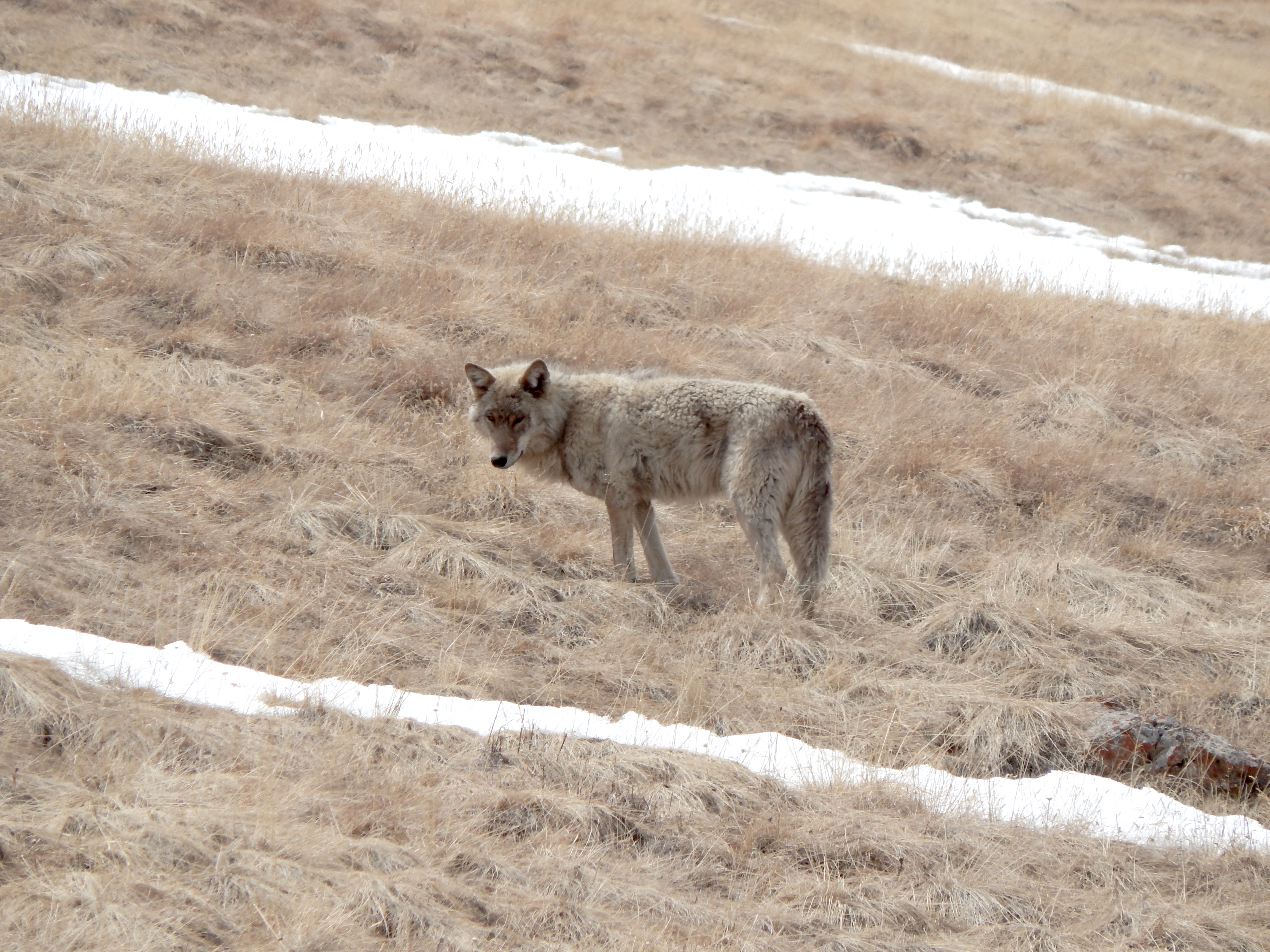 Wolves proved to be far less cooperative as study subjects than snow leopards.