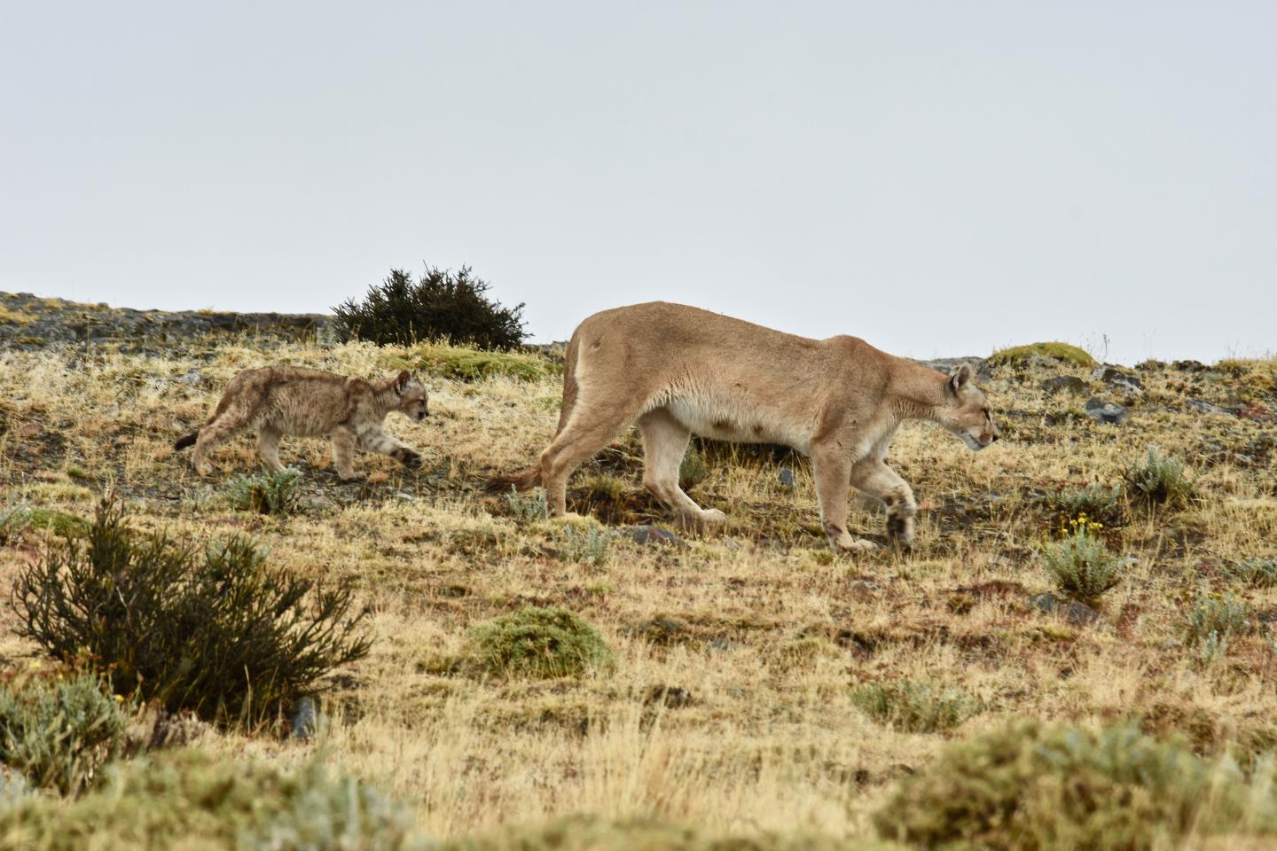 Puma on Patagonian landscape