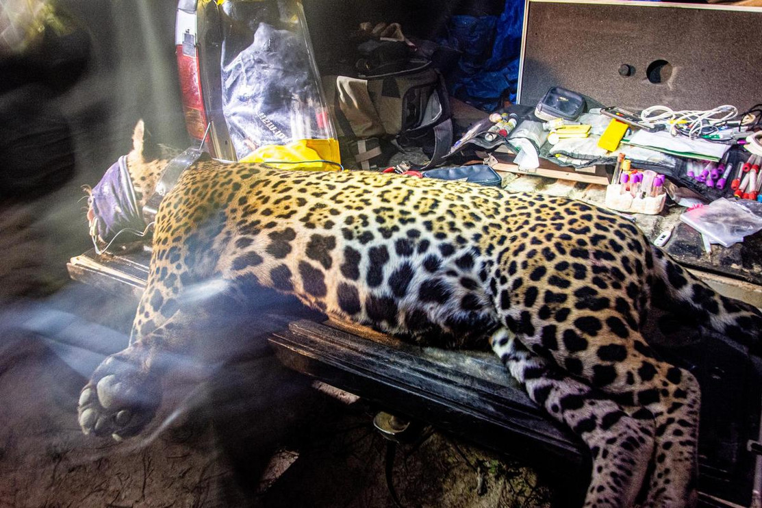 Jaguar collaring 2