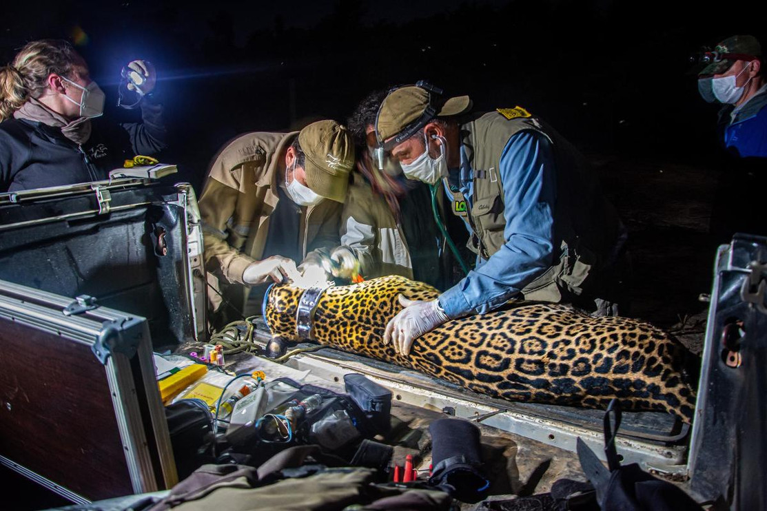 Jaguar collared in Brazil