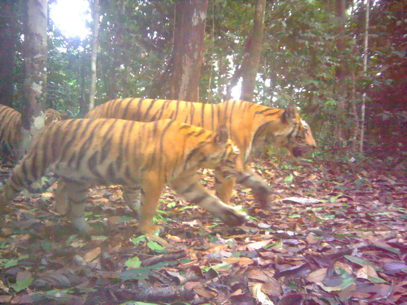 A female tiger with two cubs