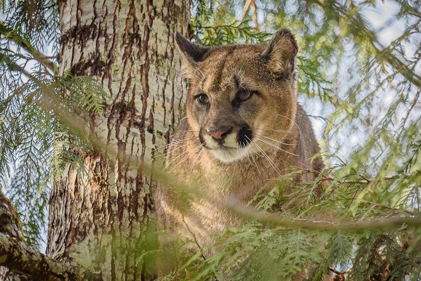 A mountain lion in the Olympic Peninsula