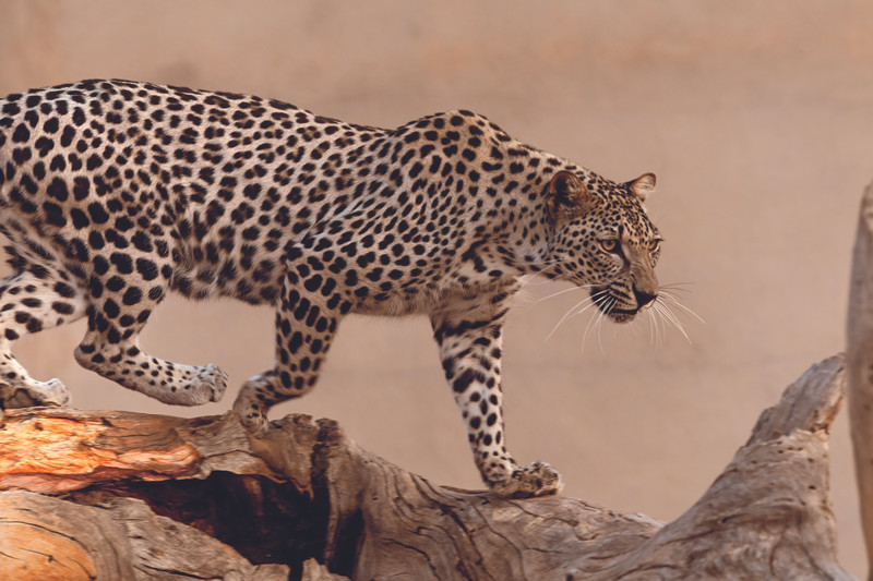 Arabian leopard