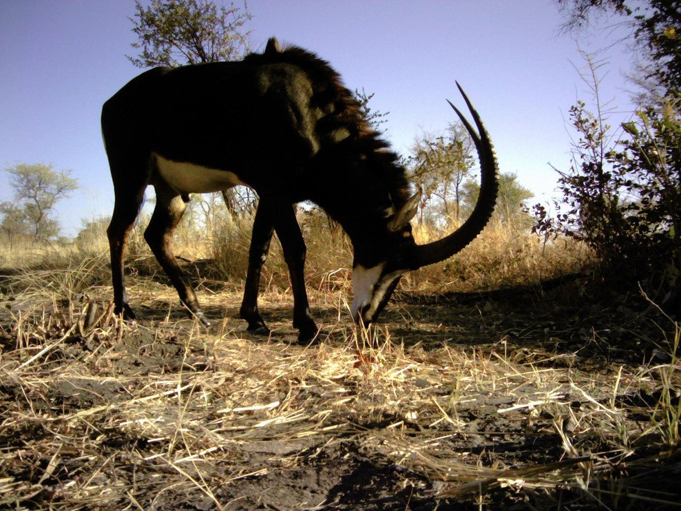 Sable antelope